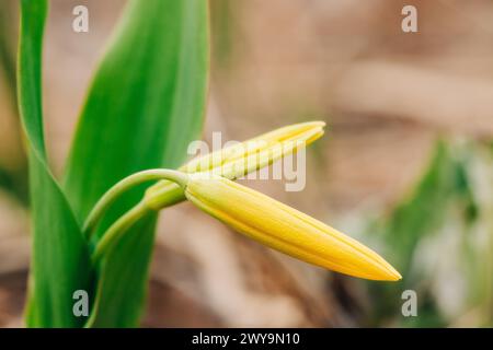 Coppia di due gemme di giglio del ghiacciaio gialli raggruppati Foto Stock