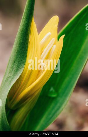 Giglio del ghiacciaio giallo con goccia d'acqua Foto Stock