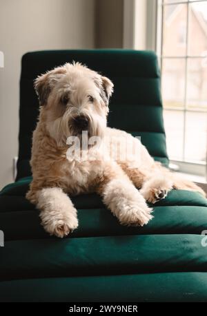 Soffice terrier di grano che posa su una sedia verde al chiuso. Foto Stock