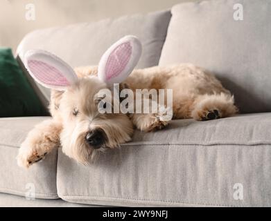 Un cane carino che indossa orecchie da coniglio per la Pasqua adagiato su un divano grigio. Foto Stock