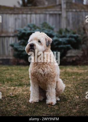 Bel cane terrier con siero di grano soffice seduto fuori in un cortile. Foto Stock