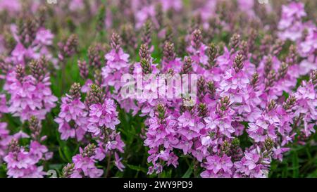 Un vivace primo piano delle fioriture Veronica Plantaginaceae mette in mostra i loro delicati petali rosa e i dettagli intricati su uno sfondo verde lussureggiante, Highlig Foto Stock