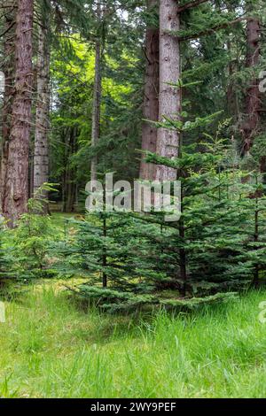 In mezzo a una foresta torreggiante, spicca un gruppo di giovani abeti rossi, i loro aghi verdi freschi contrastano splendidamente con i verdi profondi del su Foto Stock