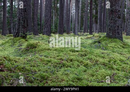 La vista al piano terra mostra il muschio verde vibrante e il delicato sottobosco che prosperano sotto il baldacchino di torreggianti alberi di pino nella foresta, bellezza serena Foto Stock