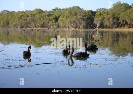 Cigni neri su un lago con riflessi degli alberi che si specchiano sulla superficie. Foto Stock