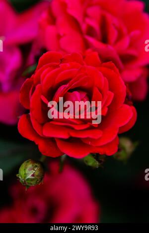 Primo piano con la vivace rosa rossa in fiore con Bud Foto Stock