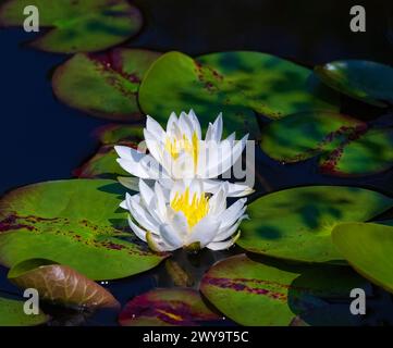 Lillies di acqua bianca (Nymphaea alba) su un laghetto con giardino Foto Stock