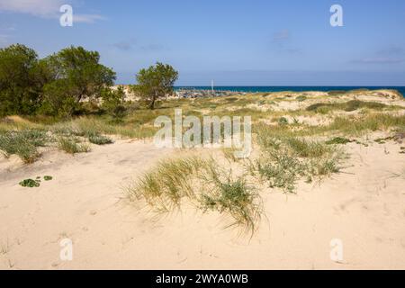 Dune di sabbia sulla spiaggia di Marmari sull'isola di Kos. Grecia Foto Stock