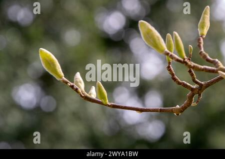 Primo piano di Un albero di Magnolia acuminata ad Amsterdam, Paesi Bassi 4-4-2024 Foto Stock