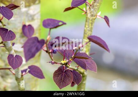 Primo piano foglie di Un albero Cercidiphyllum Japonicum Rotfuchs ad Amsterdam, Paesi Bassi 4-4-2024 Foto Stock