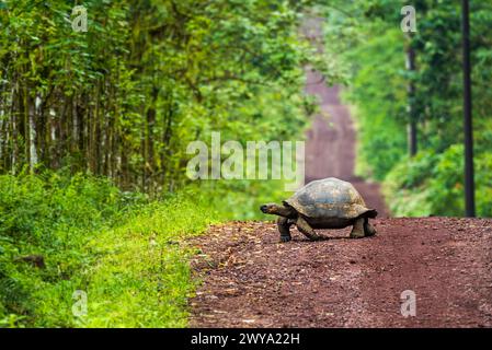 Le Galapagos tartaruga gigante dritto attraversamento strada sterrata Foto Stock