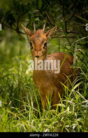 Kirk dik-dik incorniciato da erba e boccola Foto Stock