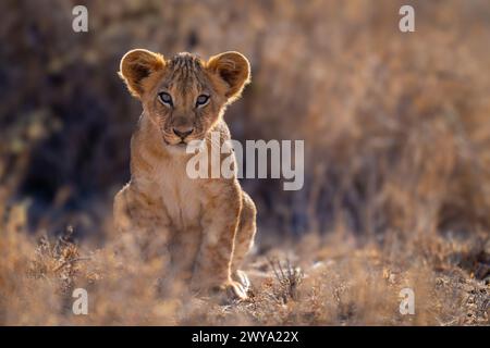 Il cucciolo di leone si trova nella fotocamera rivolta verso l'erba Foto Stock