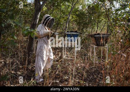 © Nicolas Remene/le Pictorium/MAXPPP - Bamako 08/11/2023 Nicolas Remene/le Pictorium - 08/11/2023 - Mali/District de Bamako/Bamako - un apiculteur avec son enfumoir a abeilles travaille sur des ruches situees sur une colline arboree a Bamako au Mali, le 8 novembre 2023. Il y fabrique plusieurs miels naturels suivant les saisons. - Valeurs ACtuelles out, no jdd, jdd out, RUSSIA OUT, NO RUSSIA #norussia/08/11/2023 - Mali/Bamako District/Bamako - Un apicoltore con il suo fumatore di api lavora su alveari situati su una collina boscosa a Bamako, Mali, l'8 novembre 2023. Fa un vario Foto Stock