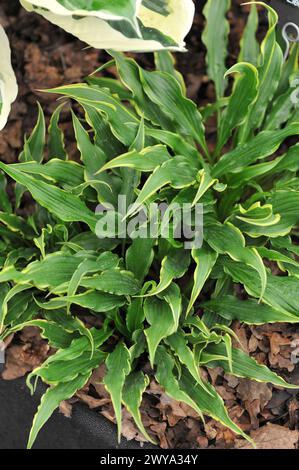Piccole dimensioni variegate con foglie verdi intrecciate e stretti bordi gialli l'elettrocuzione Hosta cresce in una mostra a maggio Foto Stock