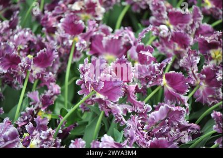 Rosa viola con bordi bianchi tulipani (Tulipa) misterioso pappagallo fioriscono in un giardino ad aprile Foto Stock