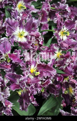 Rosa viola con bordi bianchi tulipani (Tulipa) misterioso pappagallo fioriscono in un giardino ad aprile Foto Stock