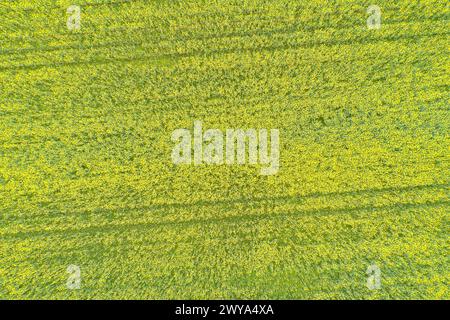 campo di canola che fiorisce in primavera visto da un drone in vista dall'alto Foto Stock