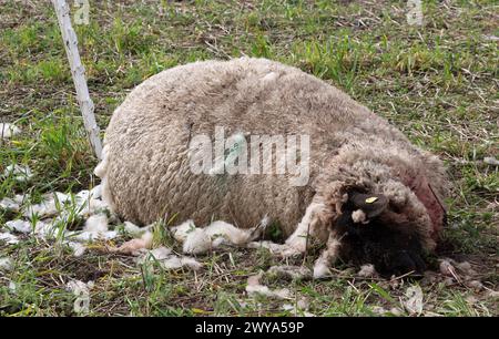 5 aprile 2024, Meclemburgo-Pomerania occidentale, Bad Sülze: Una pecora morta del gregge del pastore Ingo Stoll si trova nel prato. In quello che si ritiene essere il terzo attacco da parte dei lupi quest'anno, 19 animali del gregge sono stati uccisi. Foto: Bernd Wüstneck/dpa Foto Stock