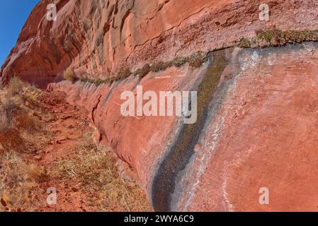 Una sorgente d'acqua che fuoriesce da un muro di arenaria, a Ferry Swale nella Glen Canyon Recreation area vicino a Page, Arizona, Stati Uniti d'America, North AM Foto Stock