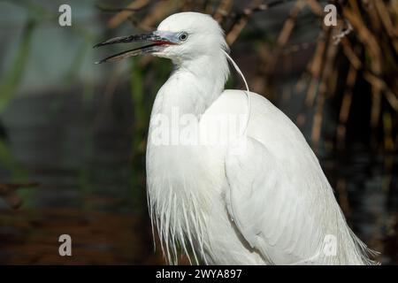 Graziosa piccola Egret in piedi nell'habitat naturale Foto Stock