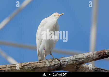 Aggraziato Egret di bestiame nella scena pastorale dello zoo di Valencia Foto Stock