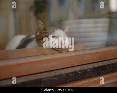 Gatto carino che siede sul davanzale e aspetta qualcosa. Un animale domestico soffice guarda nella finestra. vista dall'esterno della casa, all'aperto Foto Stock