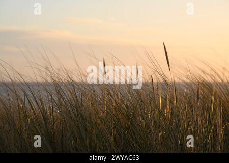 L'alba illumina l'erba delle dune di sabbia di Caister-on-Sea. Foto Stock