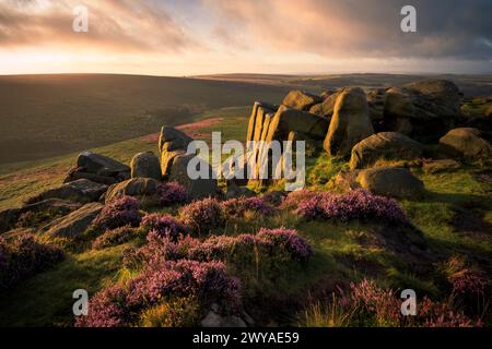 Il sole nascente illumina l'erica e le rocce grintose dell'Higger Tor in una mattinata d'estate. Foto Stock