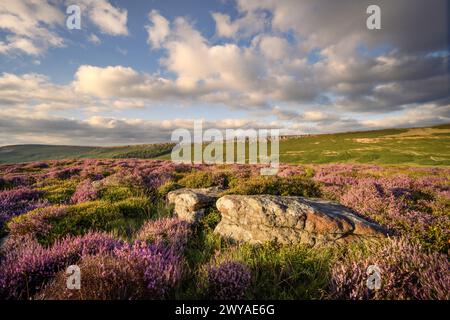 Una vista sulla fioritura heather da Carhead Rocks verso Stanage Edge in una serata estiva. Foto Stock