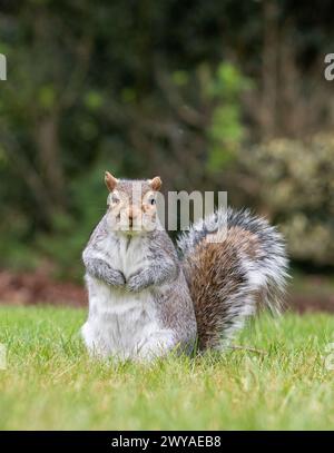 Scoiattolo che poggia sull'erba Foto Stock