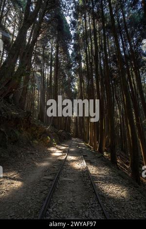 Un vecchio binario ferroviario in una foresta di pini vicino al Parco Nazionale di Alishan Foto Stock