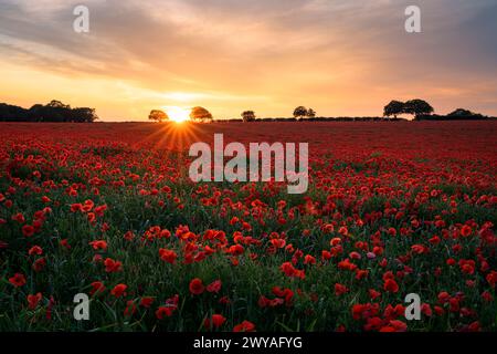 Sunburst tra le nuvole su un magnifico campo di papaveri. Foto Stock