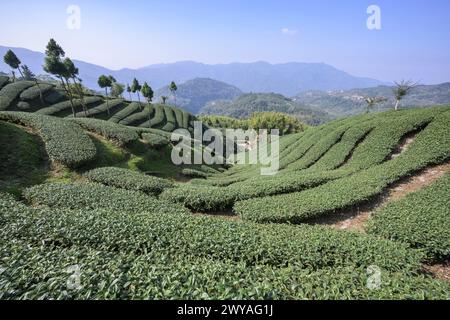 Ampia vista delle piantagioni di tè nella cittadina di Meishan che si estende attraverso dolci colline con cieli azzurri Foto Stock
