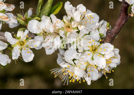 Fioritura primaverile su un prugna, Prunus domestica "Burbank Giant Prune". Foto Stock