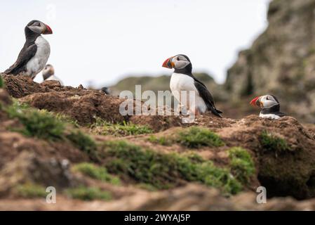 Atlantic Puffins sulle scogliere rocciose di Skomer Island Foto Stock