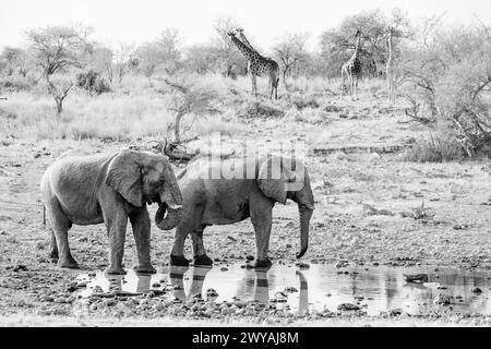 Elefanti Foto Stock