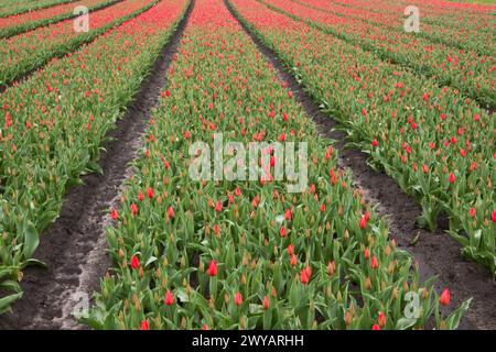 Fiorente campo di tulipani con fiori rossi, i bulbi sono ancora chiusi la mattina presto Foto Stock