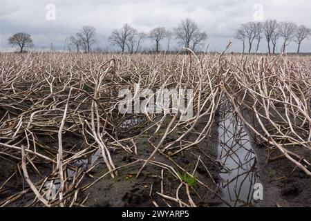 Raccolta delle patate non riuscita: A causa delle forti piogge, non è stato possibile raccogliere il raccolto, le patate sono marcizzate nel terreno Foto Stock