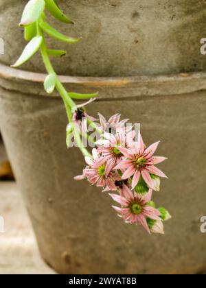 Vasi di fiori in argilla con piante di pietra in fiore in estate. Foto Stock