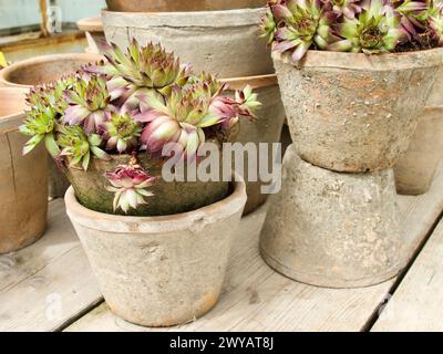 Vasi di fiori in argilla con piante di pietra in fiore in estate. Foto Stock