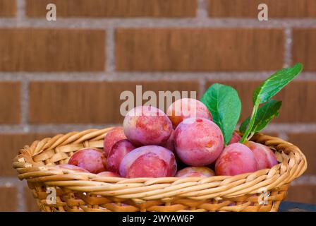 Primo piano delle fresche prugne Victoria appena raccolte con le sue foglie verdi in un cesto intrecciato all'aperto in autunno. Foto Stock