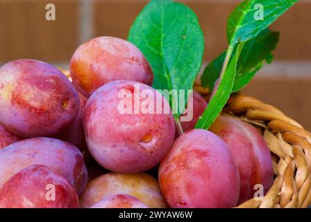 Primo piano delle fresche prugne Victoria appena raccolte con le sue foglie verdi in un cesto intrecciato all'aperto in autunno. Foto Stock