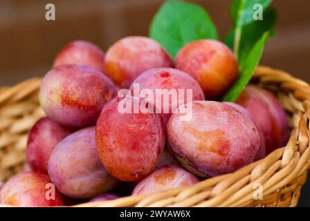 Primo piano delle fresche prugne Victoria appena raccolte con le sue foglie verdi in un cesto intrecciato all'aperto in autunno. Foto Stock