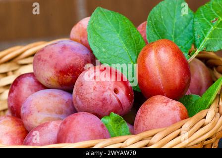 Primo piano delle fresche prugne Victoria appena raccolte con le sue foglie verdi in un cesto intrecciato all'aperto in autunno. Foto Stock