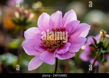 Primo piano di un blu bayou dahlia in fiore Foto Stock