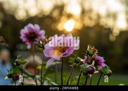 Primo piano di un blu bayou dahlia in fiore Foto Stock