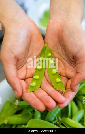 Piselli. Scuola di cucina Luis Irizar. Donostia, Gipuzkoa, Paesi Baschi, Spagna. Foto Stock