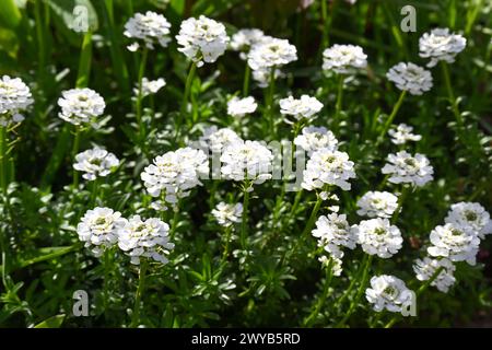 Brillanti fiori primaverili bianchi di sempreverde, candelabro perenne, Iberis sempervirens cresce nella marcia del giardino del Regno Unito Foto Stock