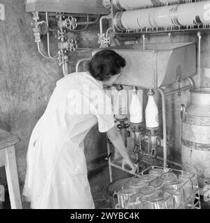 PARSONAGE FARM: CASEIFICIO A DEVON, INGHILTERRA, 1942 - Una cameriera del latte raffredda e imbottiglia il latte all'Old Parsonage Farm, Dartington. Il latte scorre su rulli e tubi attraverso il refrigeratore e in bottiglie, tre delle quali sono attaccate all'apparecchio sul fondo del refrigeratore. , Foto Stock